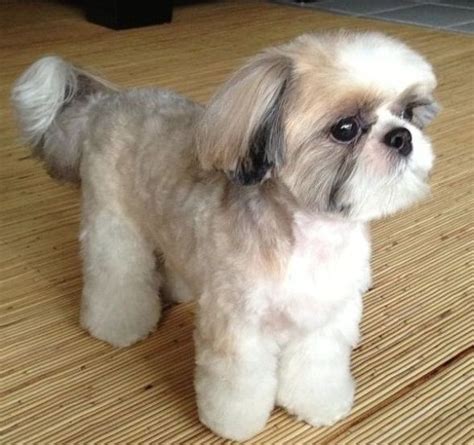 30 HD Shih Tzu Haircut Pics - Haircut Trends