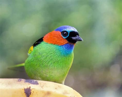 Top 15 Des Plus Beaux Oiseaux Du Monde