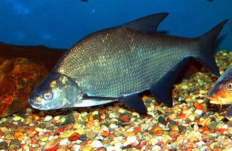 Bream - Description, Habitat, Image, Diet, and Interesting Facts