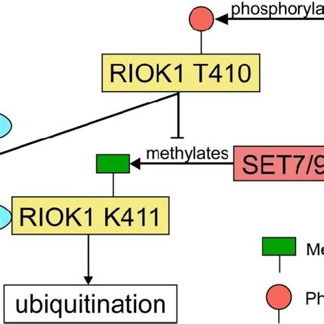 The Regulatory Network Of Riok By Set Fbxo And Ck Set