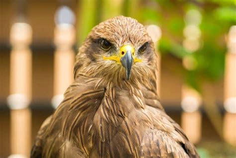 15 Stunning Scavenger Birds (With Pictures) | Earth Eclipse