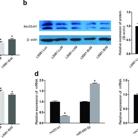 Crosstalk Between Nm23 H1 And MiR 660 5p Gene Expressions In Lung