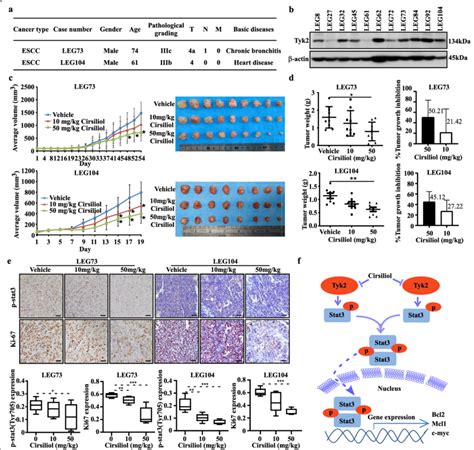 Cirsiliol Inhibits ESCC Patient Derived Xenograft PDX Tumor Growth In