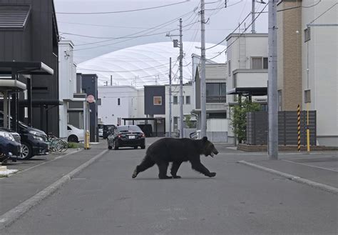 札幌市街地にクマ出没4人がケガ 地元猟友会が駆除 社会写真ニュース 日刊スポーツ