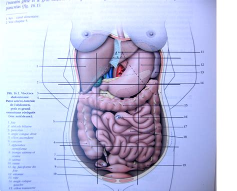 Tube Digestif Anatomie La Radiologie