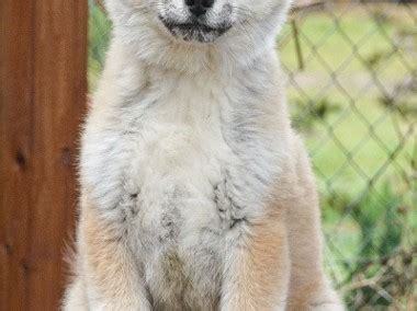 Akita japońska akita inu czerwony piesek z rodowodem Gratka pl