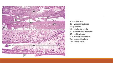 Histolog A Del Aparato Genital Masculino Pptx