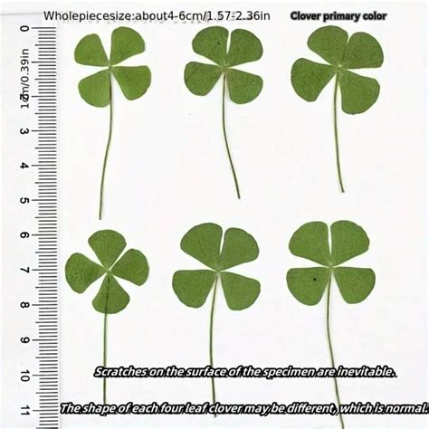 5pcs Lucky Clover Postcards Natural Grass Transparent Wishing Cards