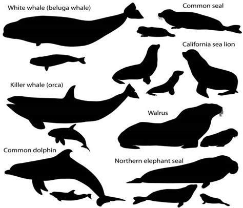 Seals Swimming Illustrations Royalty Free Vector Graphics And Clip Art