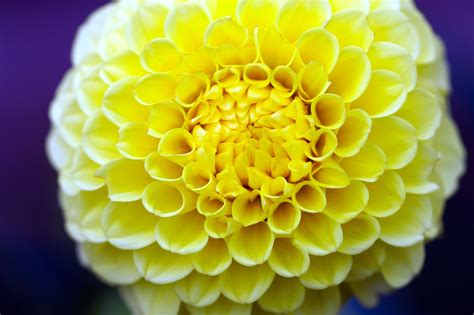 Dahlia Bunga Kuning - Foto gratis di Pixabay - Pixabay