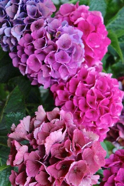 Hydrangea Flowers Hydrangea Plants