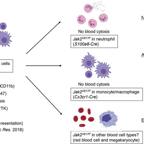 Terminal granulopoiesis in the bone marrow. The terminal granulopoiesis... | Download Scientific ...