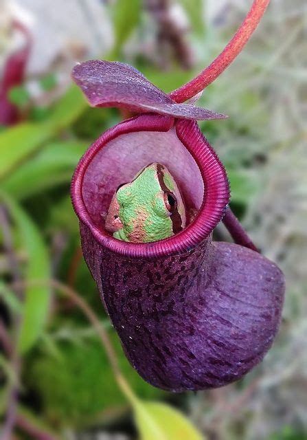 A Pitcher Plant With Little Frog Hiding Inside To Catch A Meal Have Seen Many Frogs In Mine