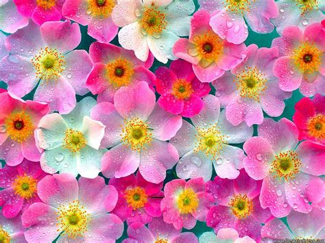 Desktop Wallpapers » Flowers Backgrounds » Pink Flowers » www ...