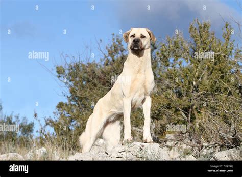 Dog Anatolian Shepherd Dog Kangal Turkish Karabash Adult Standing