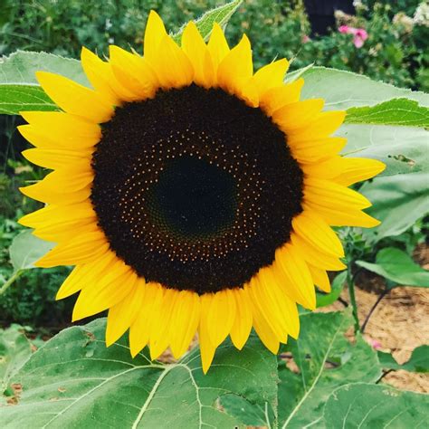 Sunflower Seed Collection In T Box Easy To Grow Annual Etsy