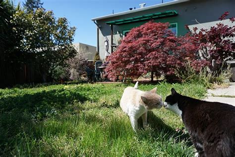 Garden Cats: A Different Kind of Pet - Island Cat Resources and Adoption