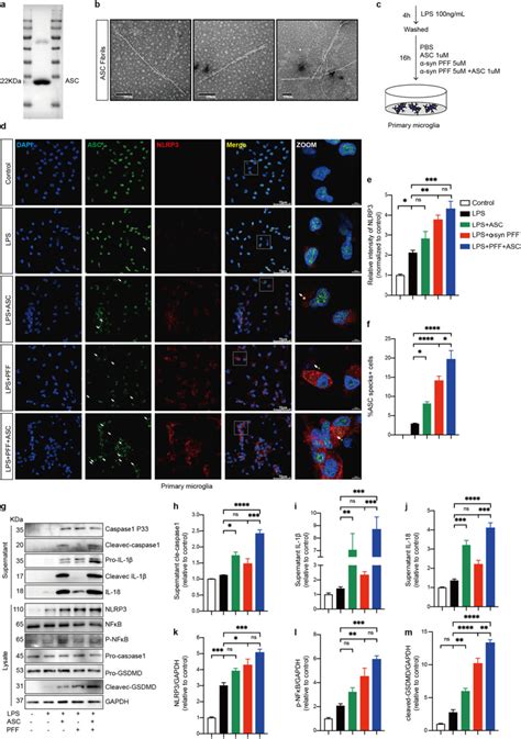 Asc Specks Exacerbate α‑synuclein Pathology Via Amplifying Nlrp3