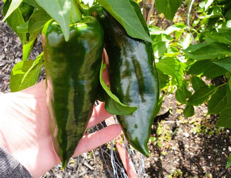 Master The Art Of Growing Peppers Expert Tips