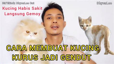 Cara Membuat Kucing Kurus Menjadi Gendut Membuat Kucing Menjadi