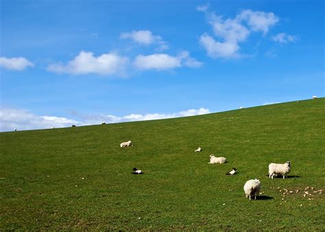 Landscape Photography Of Sheep On Grass Field Hd Wallpaper Wallpaper