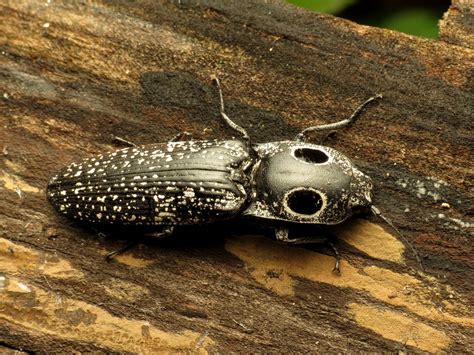 Fire Beetle Identification Life Cycle Facts And Pictures