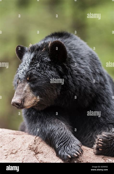 American Black Bear In Yosemite National Park California Stock Photo