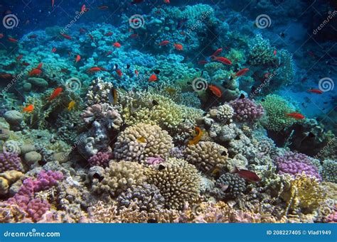 Coral And Fish In The Red Sea Egypt Stock Image Image Of Coral