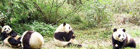 10 Days Great Wall And Pandas Tour China Silk Road Travel