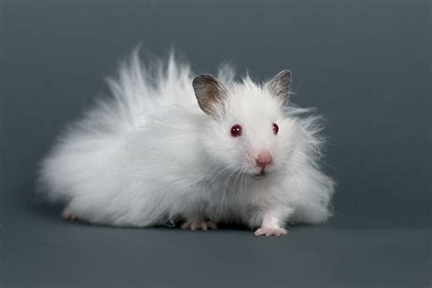 Fluffy Hamster Breeds