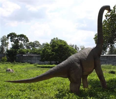 Life Size Brachiosaurus Apatosaurus Dinosaur Statue Long Neck Museum 6