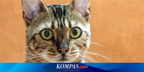 Mengenal Panleukopenia Virus Yang Berbahaya Bagi Kucing Kucing