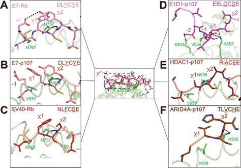 Retinoblastoma Protein Structure