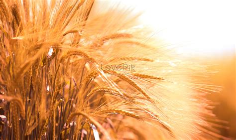 Autumn wheat creative image_picture free download 501060494_lovepik.com