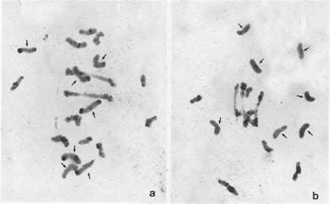 Differential Staining Of Metaphase I Chromosomes Of The Hybrid