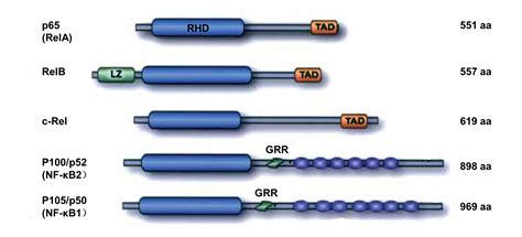 NF κB Signal Pathway Creative BioMart