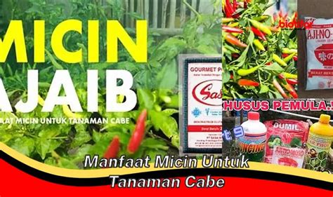 Temukan Manfaat Msg Untuk Tanaman Cabai Yang Jarang Diketahui Biotifor