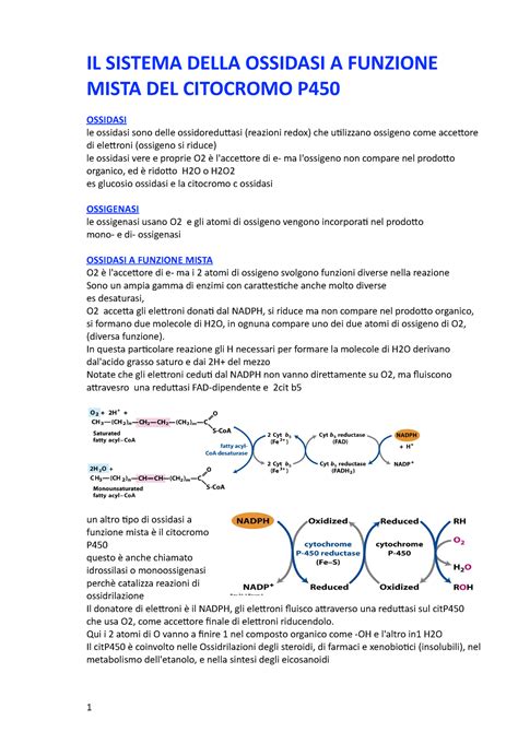 Citocromo P Sbobine Il Sistema Della Ossidasi A Funzione Mista