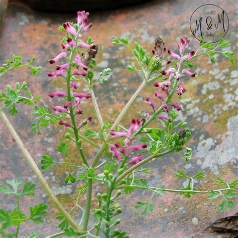 Fumitory Herb Fumaria Officinalis L Earth Smoke Organic Dry And Cut