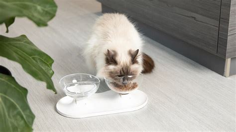 Feeding Your Cat Our Expert Nutrition Guides And Advice Purina