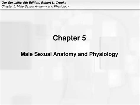 Ppt Chapter 5 Male Sexual Anatomy And Physiology Powerpoint Presentation Id 5970013