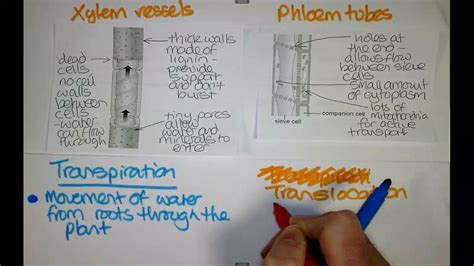 Transpiration Translocation Biology Y11 Youtube