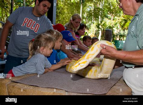 An amelanistic Reticulated Python is not an albino, but lacks dark ...