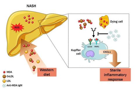 Biomarker F R Oxidativen Stress Spielt Entscheidende Rolle Bei