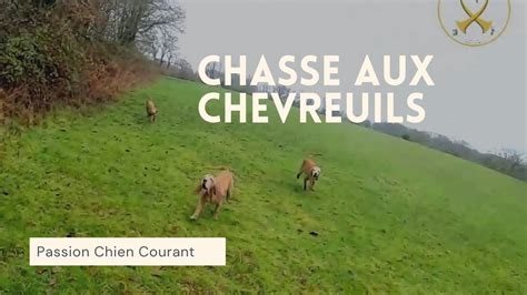 Chasse Aux Chevreuils Aux Chiens Courants Youtube