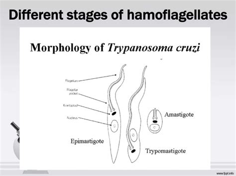 Blood Flagellates Haemoflagellates Ppt