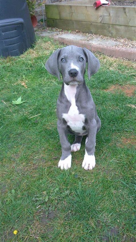 Blue Mantle Great Dane