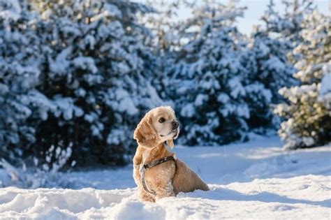 Qu Debo Hacer Para Pasear Con Mi Perro En La Nieve Aon Seguro Para