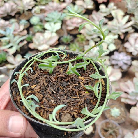 senecio plants  sale  kaktusid source quality cactus