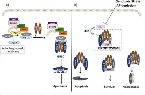 Figure 3 From Cancer Type Specific Crosstalk Between Autophagy